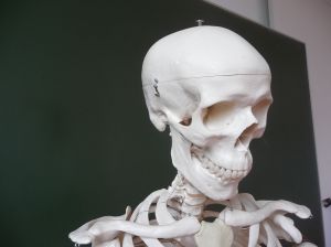 1187804_skeleton_2.jpg