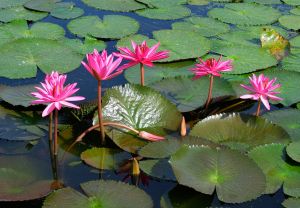 1060684_water_lilly.jpg