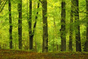 1086085_beech_wood_in_autumn.jpg