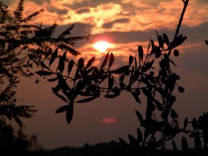 15117_olive_grove_at_sunset.jpg