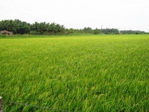 714516_rice_field.jpg