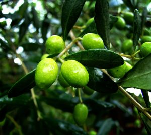 760942_ripening_olives.jpg