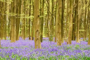 771900_bluebells_2007.jpg