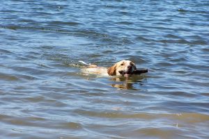 790748_dog.jpg