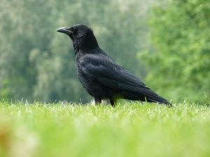 794502_carrion_crow_5.jpg