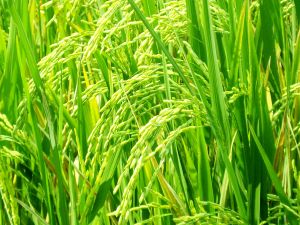 797704_thai_rice.jpg