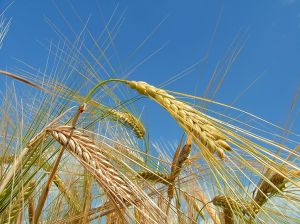 810832_wheat__field.jpg