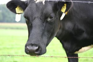 822375_cow_how.jpg