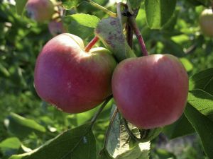 835323_apples_2.jpg