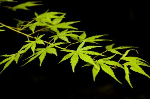 835836_japanese_maple.jpg