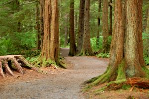 840371_tongass_natural_forest.jpg