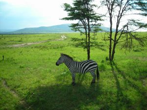 846233_zebra_-_masai_mara_-_kenya.jpg