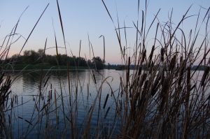 916928_reed_mace_by_lake_in_opheusden.jpg