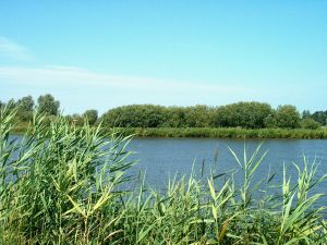 918810_water_with_gras.jpg