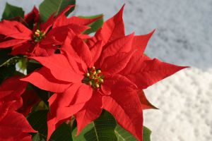 919396_xmas_star.jpg