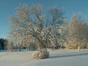 936509_winter_tree.jpg