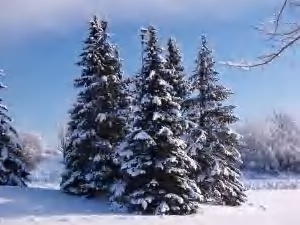 939529_beauty_of_snow_3.jpg