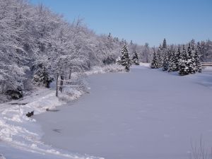 939530_beauty_of_snow_4.jpg