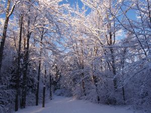 939531_beauty_of_snow_5.jpg