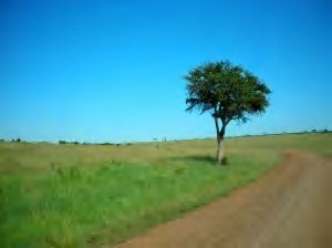 950244_lonely_tree.jpg