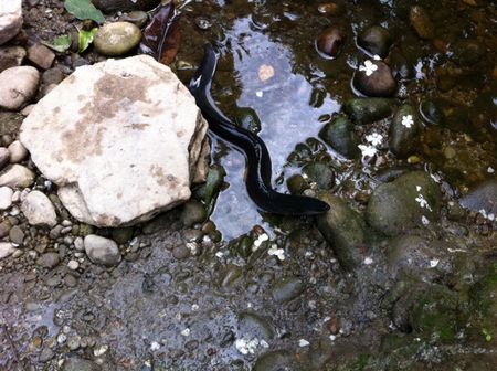 ウナギが餌付けされてた
