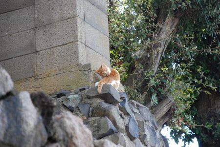 2月19日は、男木島で凧揚げしませんか？