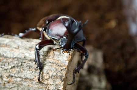 カブトとクワガタと夏の午後