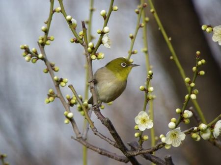 鳥を飼うご隠居のおじいちゃんのこと