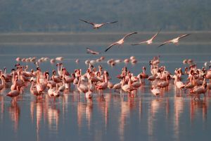 952906_african_flamingos.jpg